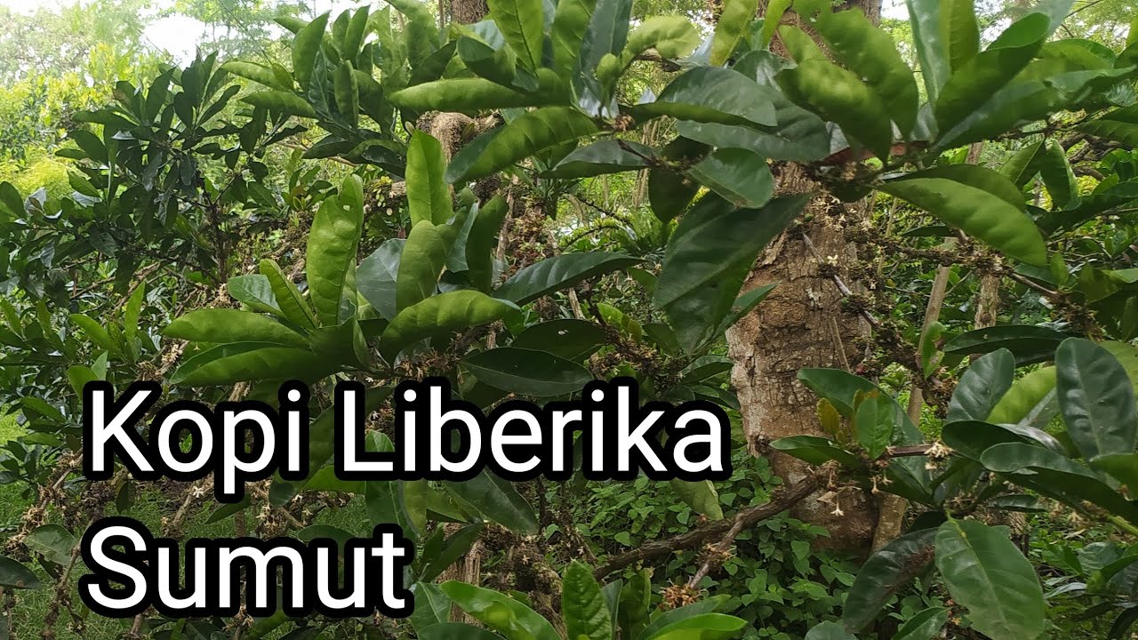 Menelusuri Kebun Kopi Liberika di Sumut