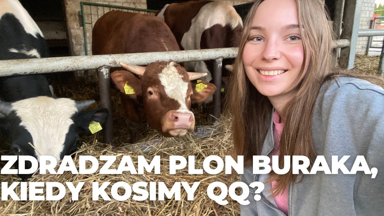 Plon buraka! Kiedy kosimy kukurydzę? Bednary, talerzowanie