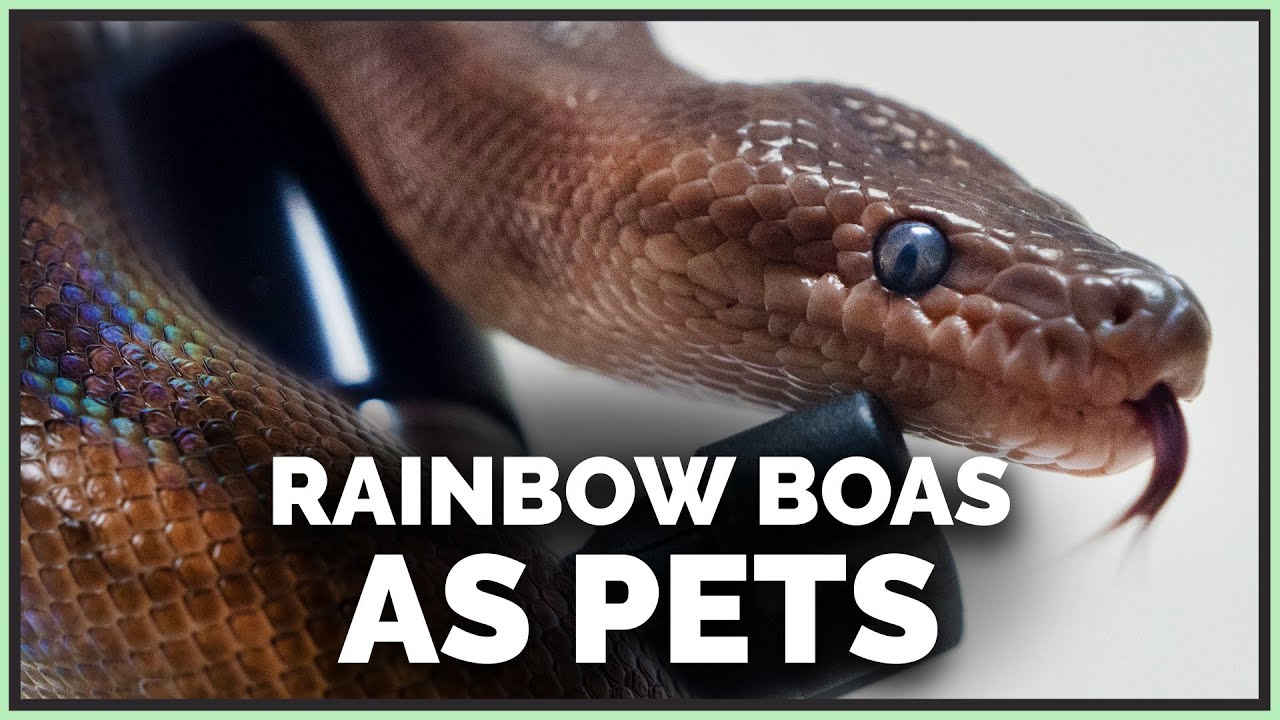 First Impressions on Colombian Rainbow Boas, Are They Good Pets?