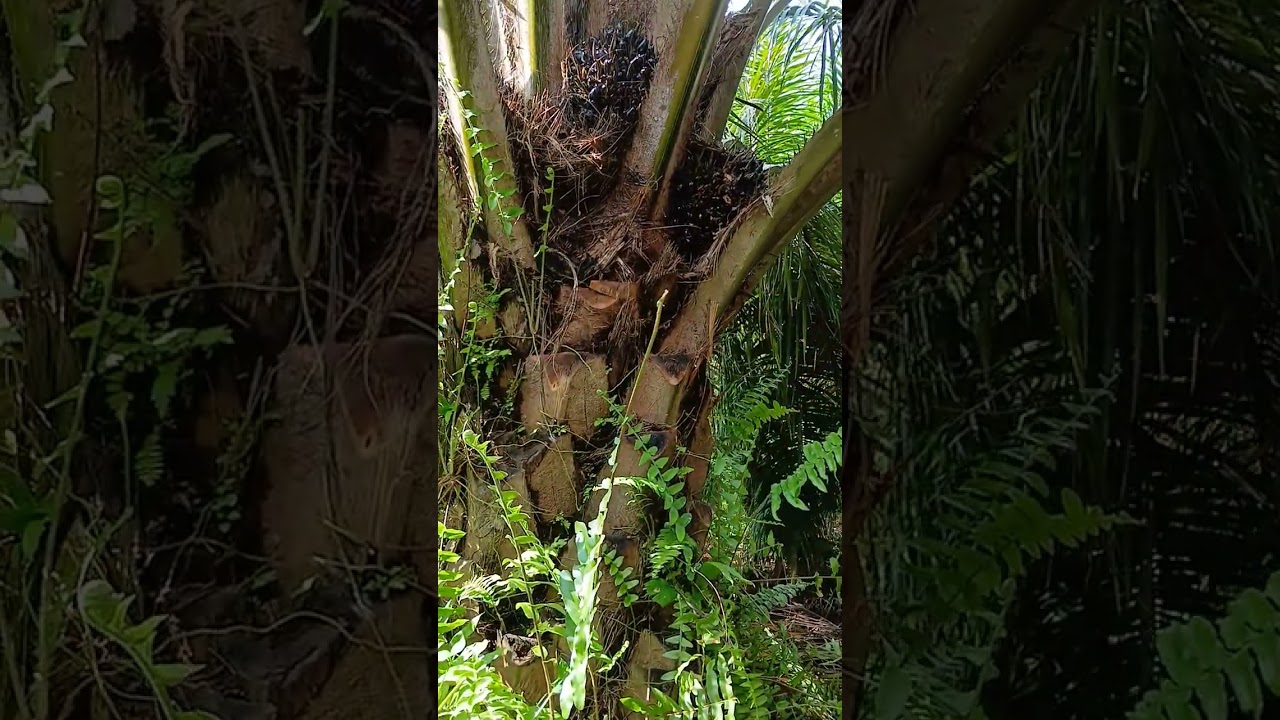 PUPUK VIT BOSTER DIBERIKAN UTK PEMBUAHAN