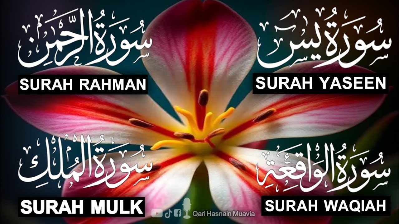 Surah Yasin ❤️ Surah Rahman , Surah Waqiah , Surah Mulk | Ep 352,یس