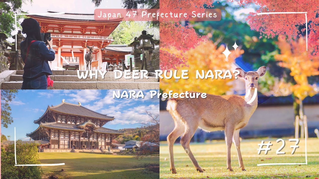NARA Explained: Sacred Deer, Giant Buddha & Japan’s Ancient Capital #27