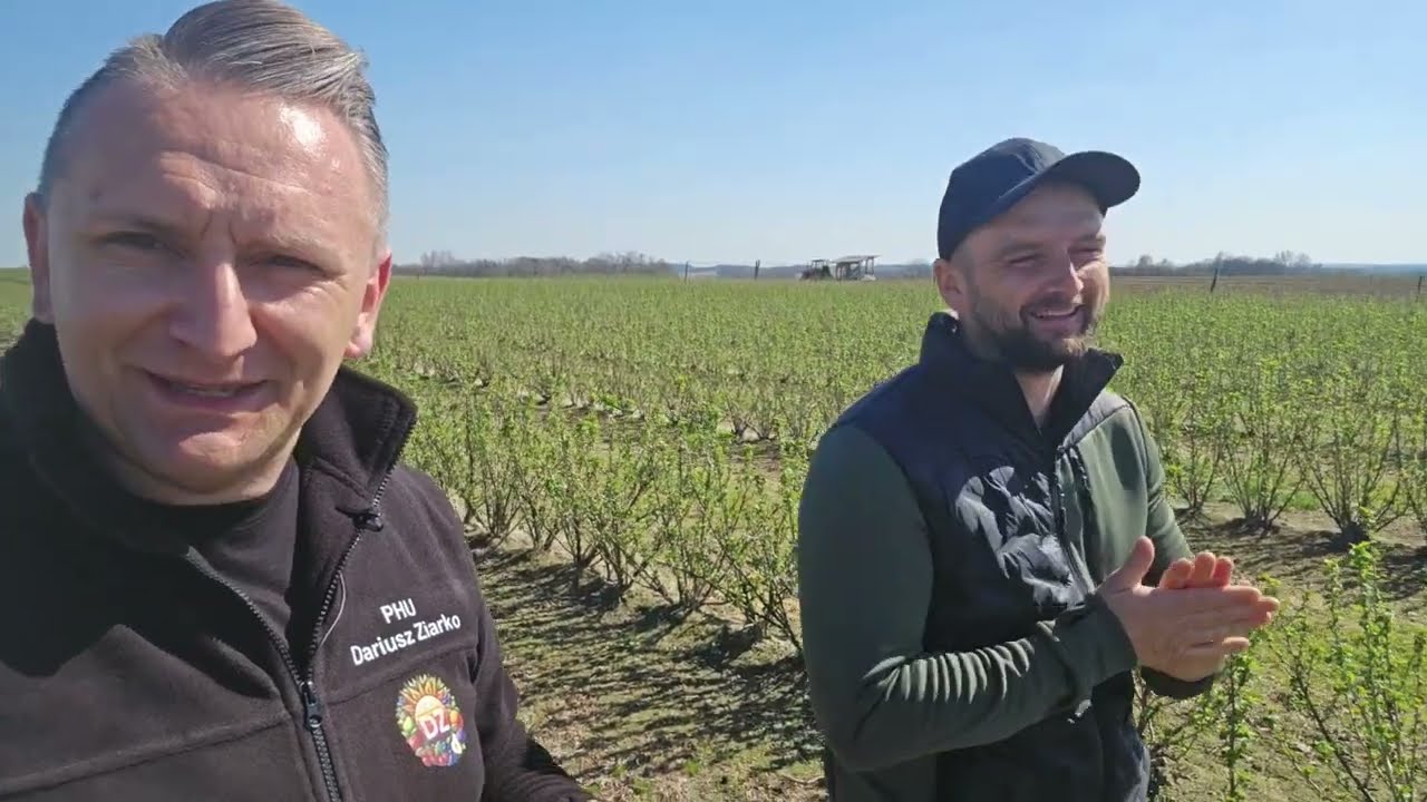 Przeczka czarna:  przed i po przymrozkach