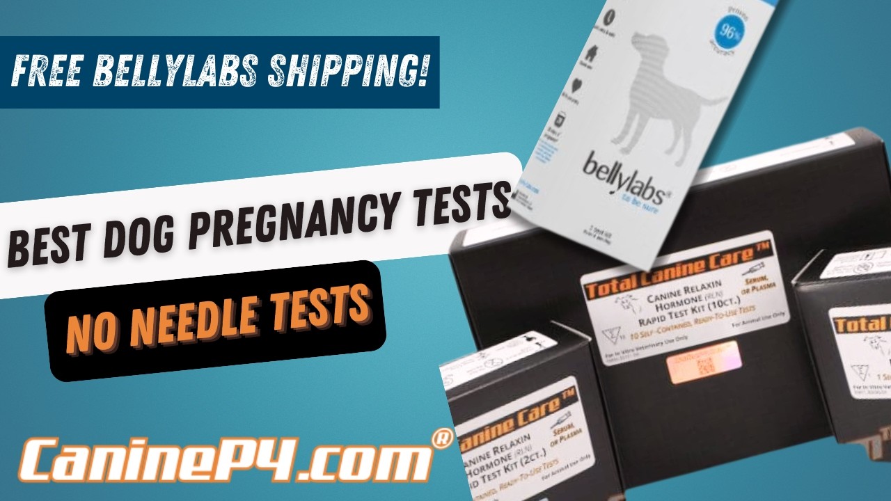 Dog Pregnancy Test at Home: Your Guide to the Best Pregnancy Test for Dogs. Relaxin and BellyLabs!
