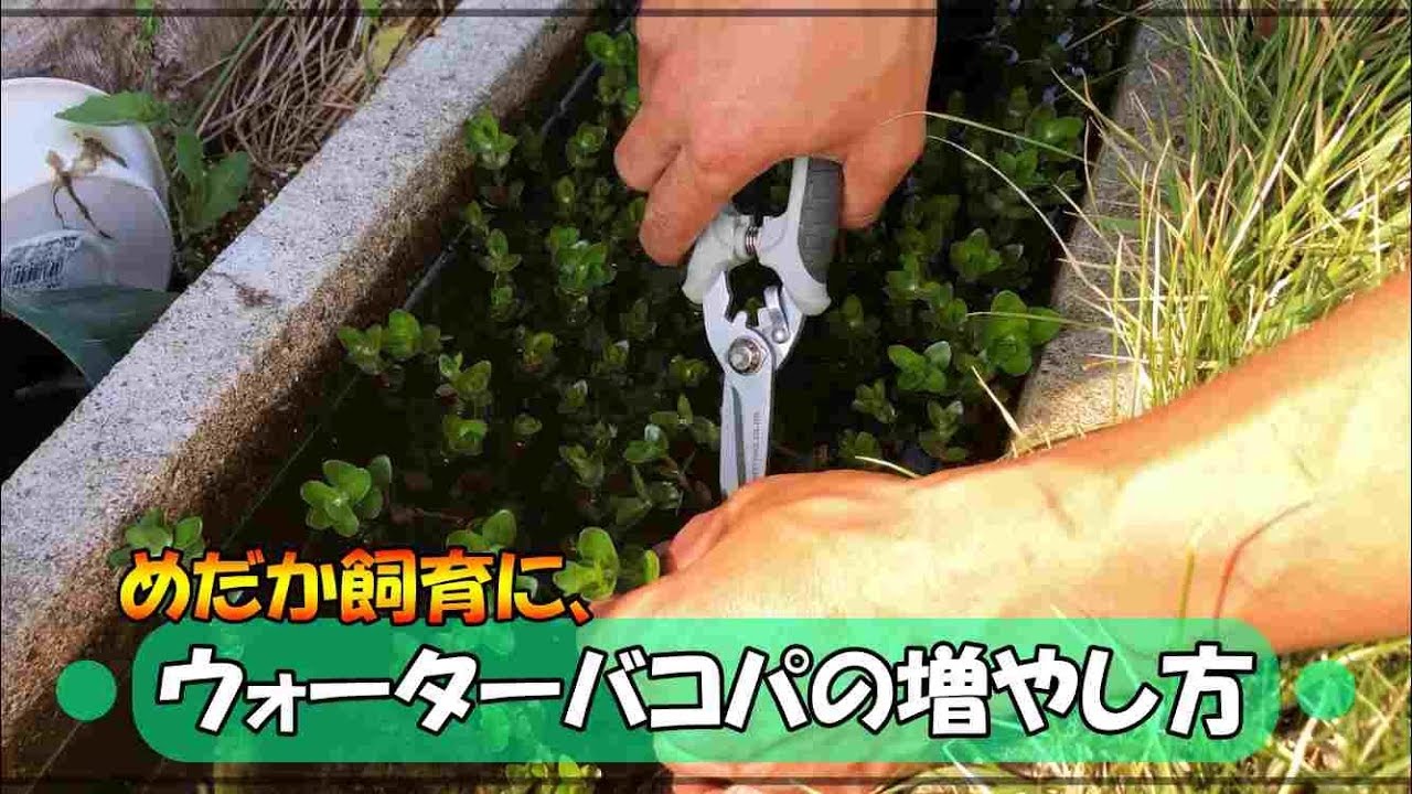 【ビオトープ】めだかの隠れ家「ウォータバコパ」の簡単増やし方！