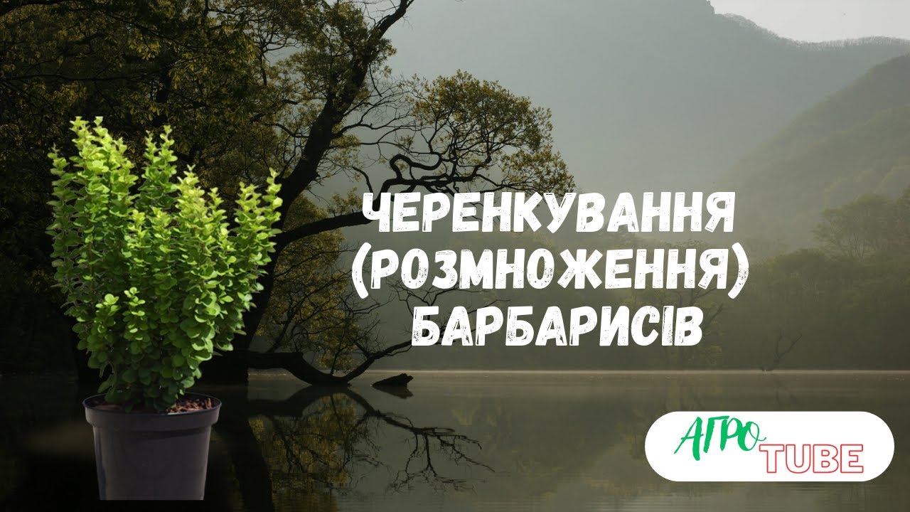 Черенкування барбарису/ ЯК РОБИМО ЦЕ МИ/ ЛІТНЕ ЖИВЦЮВАННЯ