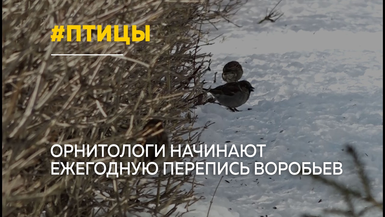 Ученые начинают ежегодную перепись воробьев к Международному дню птицы