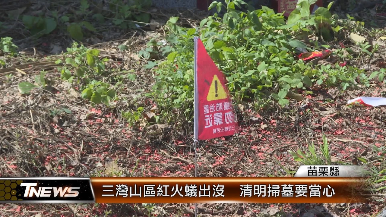 三灣山區紅火蟻出沒  清明掃墓要當心│T-NEWS聯播網