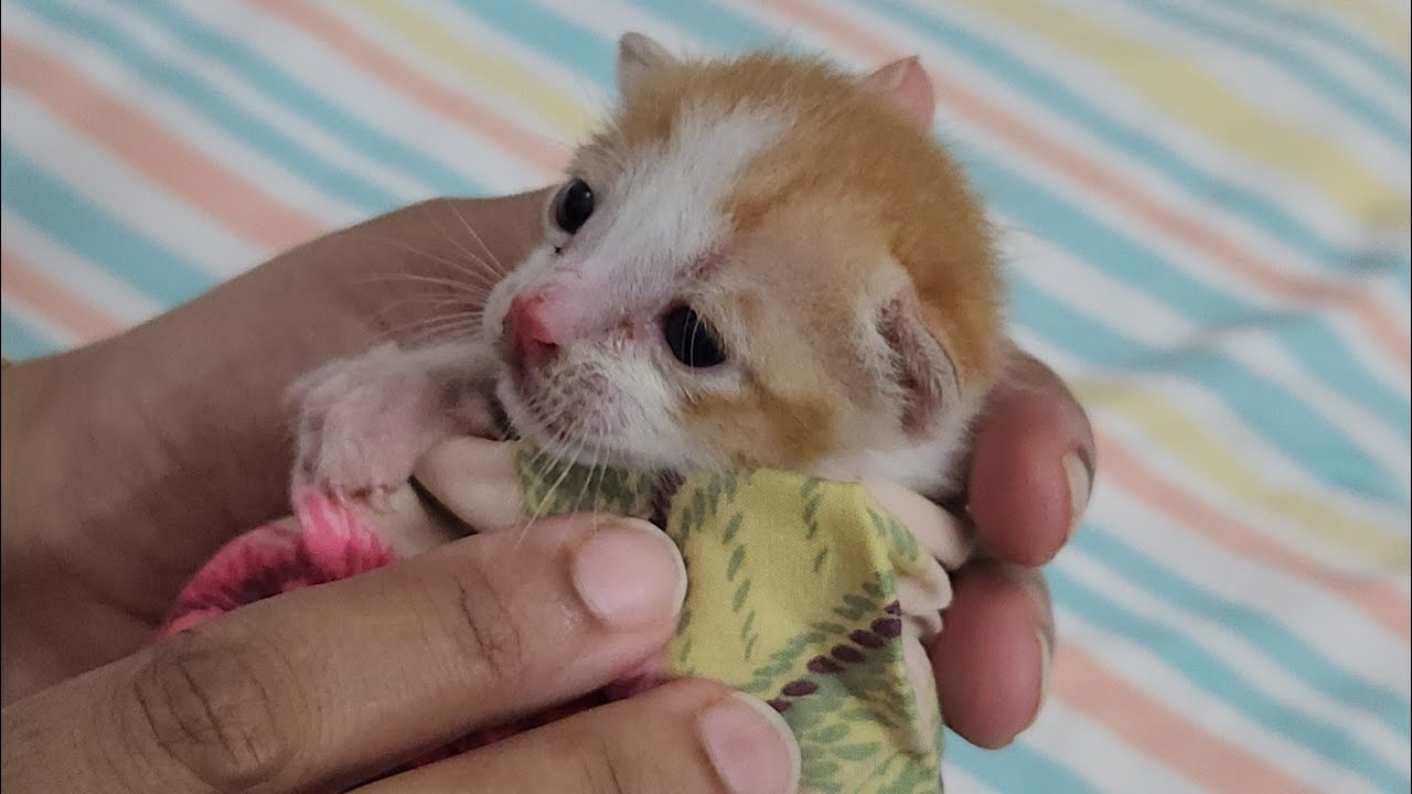cute rescued kitten drinking milk.