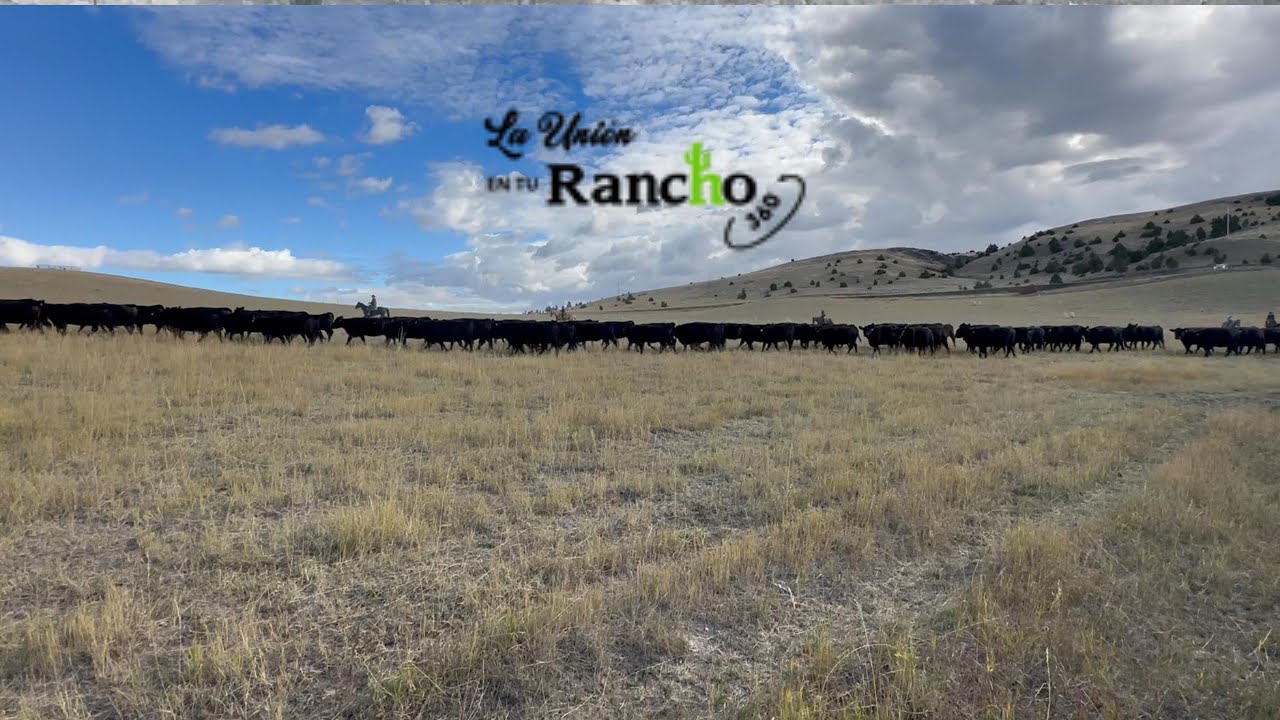 Montana Angus Tour 2025