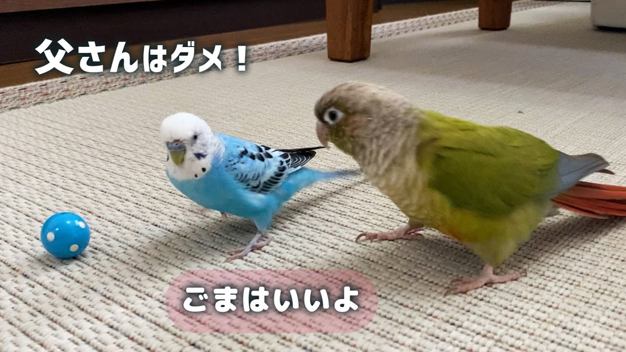 【感動】誰にも渡したくない大事なボールを仲間にだけは貸してあげるインコ