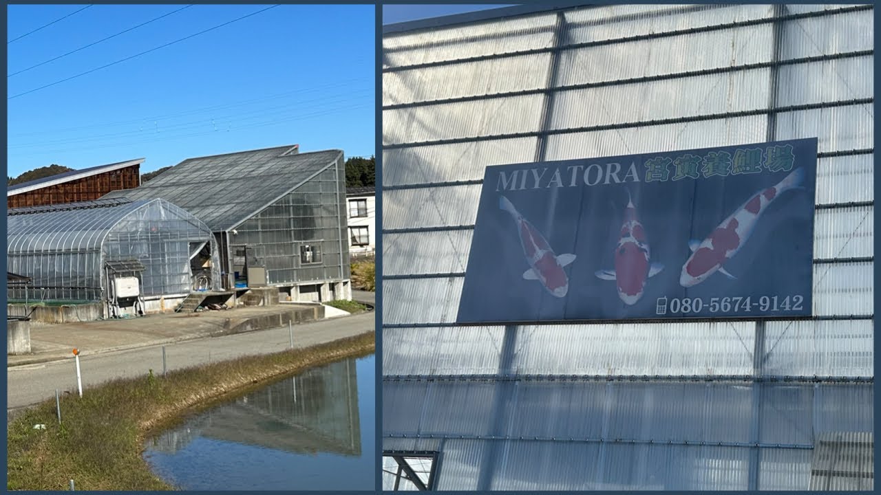 MIYATORA KOI FARM WALK THROUGH!