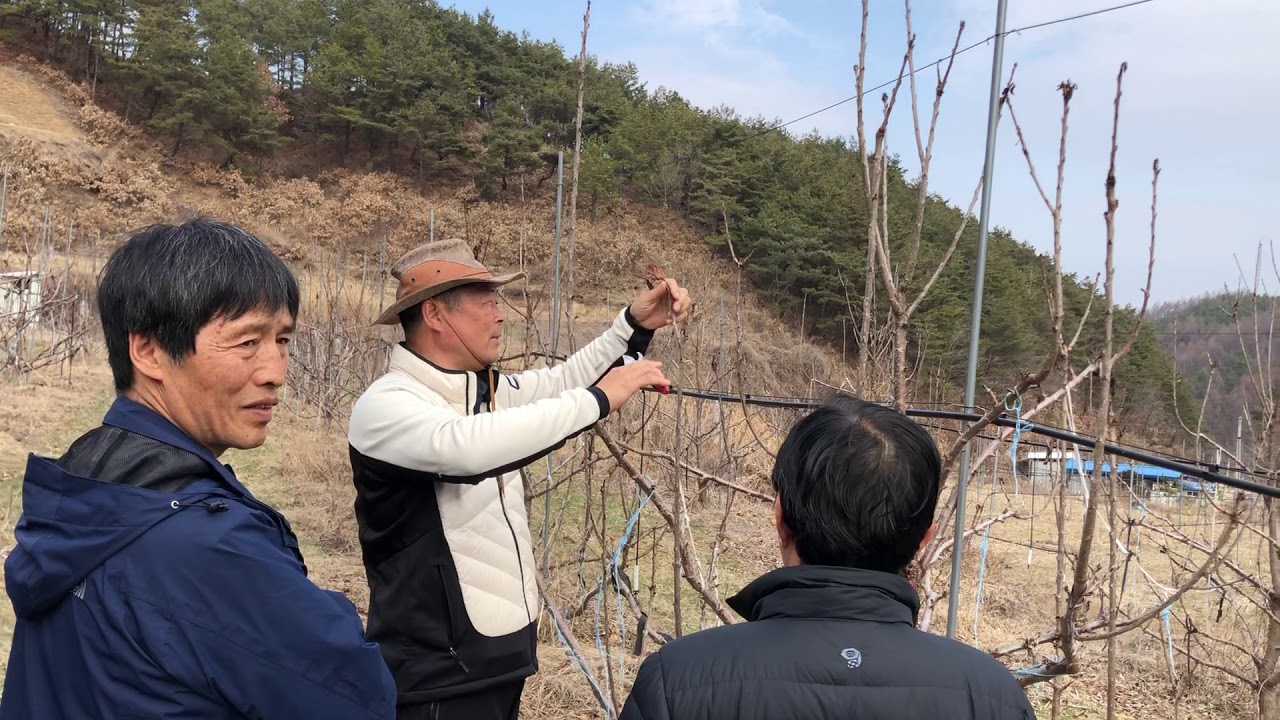 고감체리원 체리주간형수형1