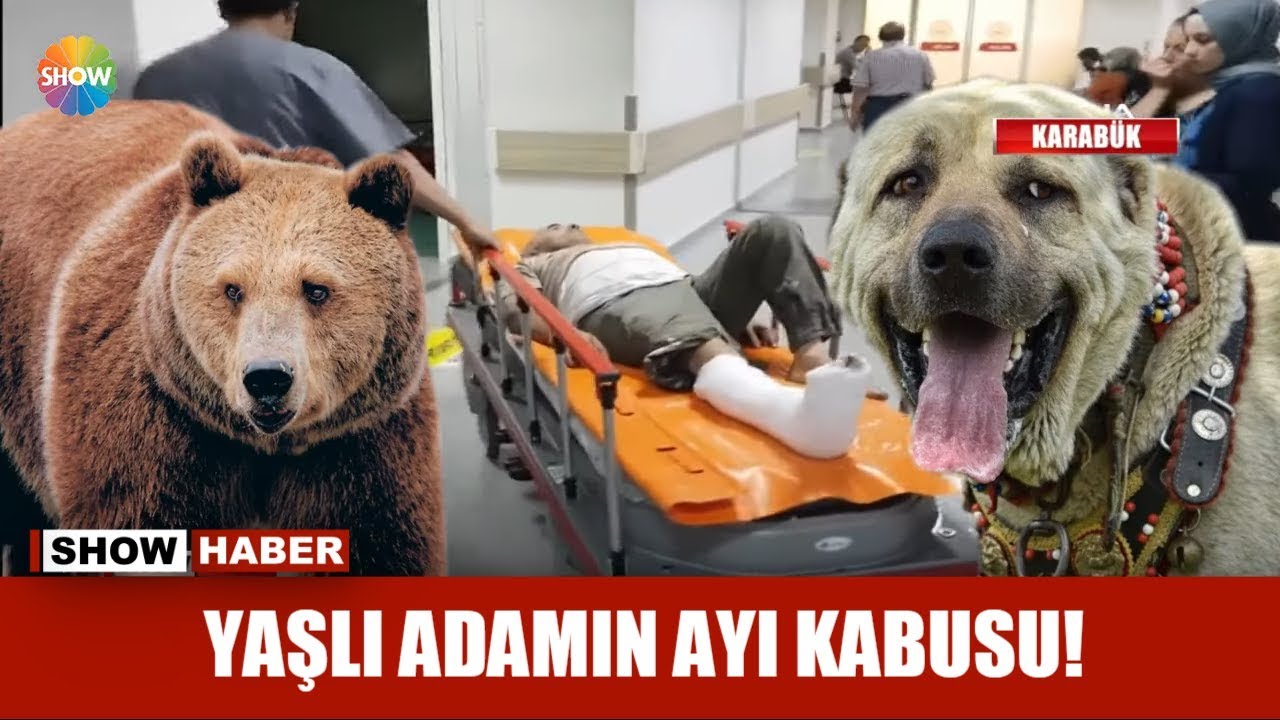 Yaşlı adamın ayı kabusu!