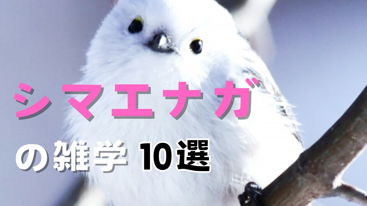 10選ではおさまらない！雪の妖精シマエナガの魅力を解説