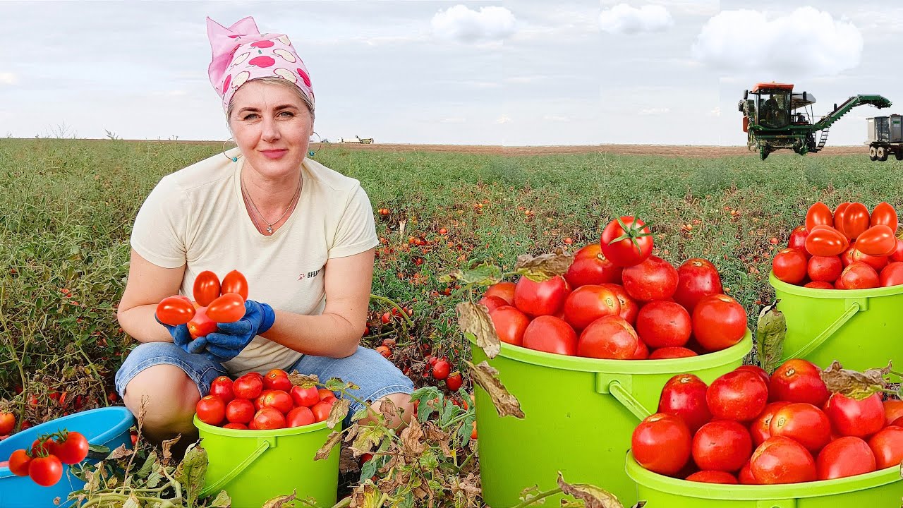 КЕТЧУП В СЕЛЕ ПОД ОДЕССОЙ 🍅 Перерабатываю вкуснейшие помидоры КАК КОГДА-ТО @LOZOVSKI