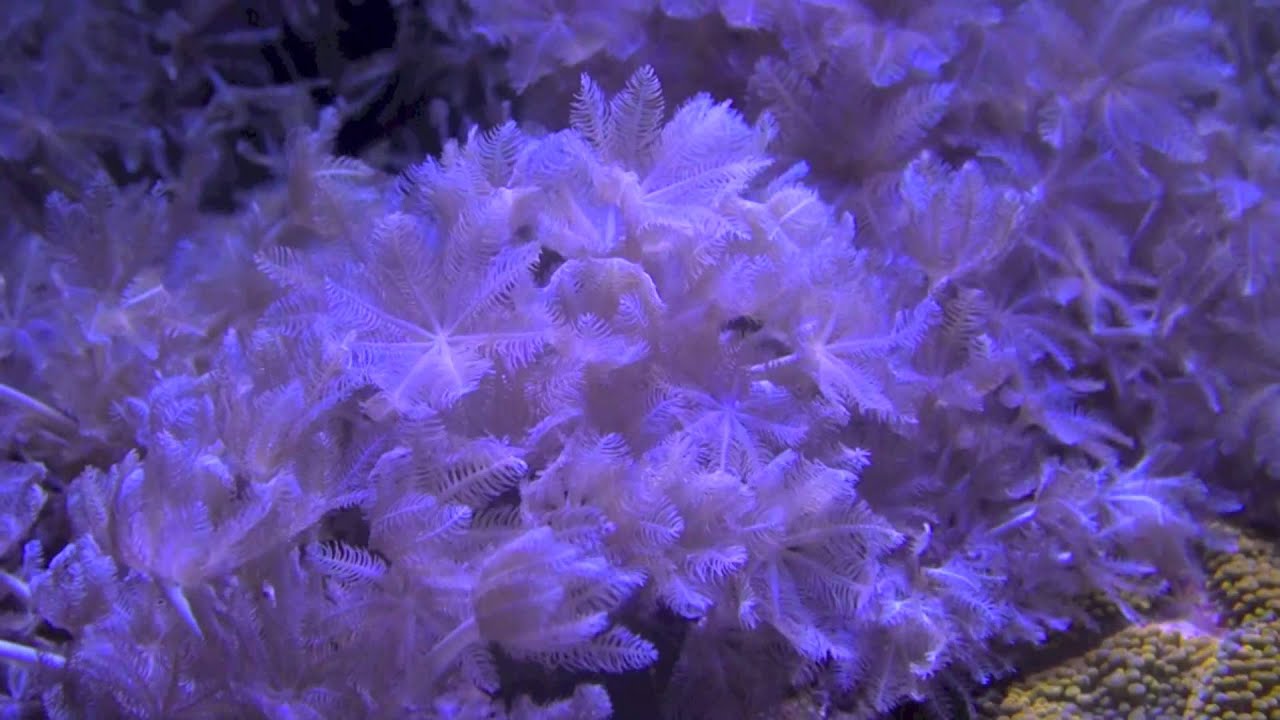 Motion: LPS, Anemones, and Soft Corals