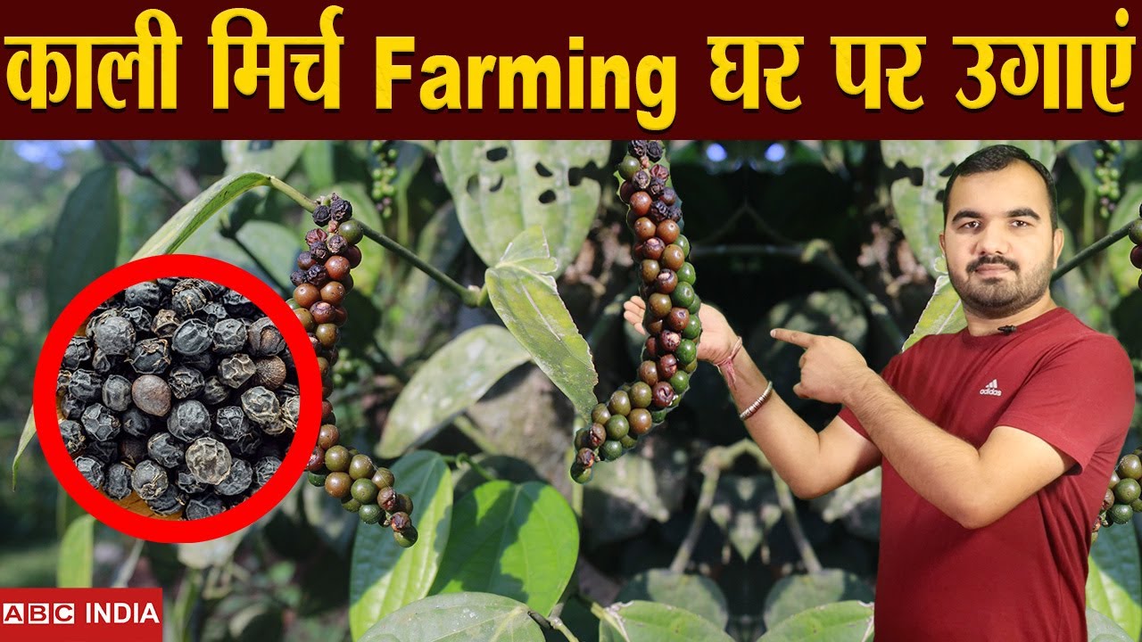 काली मिर्च की खेती | Black Pepper Farming | घर पर उगाए kali Mirch | kali mirch ki kheti | mirchi