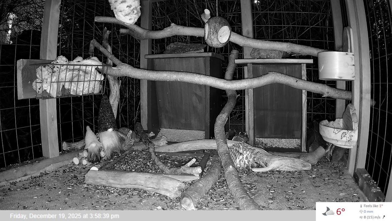 Bird Feeder LIVE