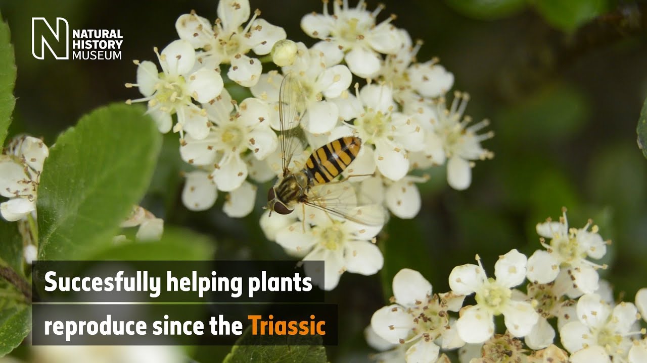 Flies: the often overlooked pollinators | Surprising Science