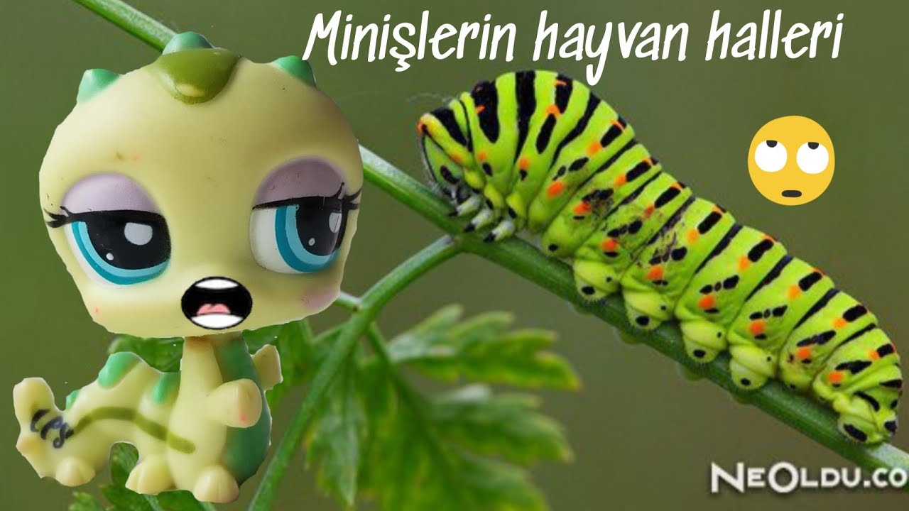MİNİŞLERİN HAYVAN HALLERİ -2
