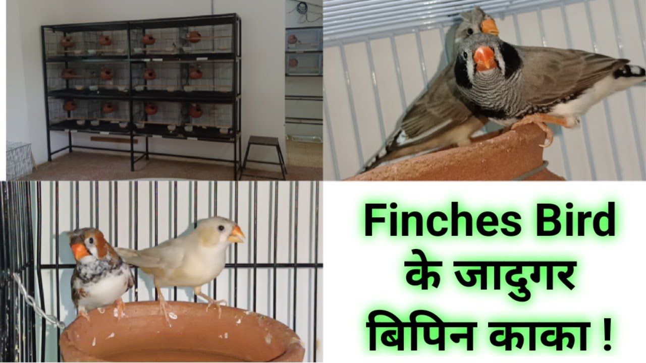 Finches की एक से बढ़ कर एक ब्रीड | बिपिन काका अहमदाबाद | PET GURU, Ahmedabad