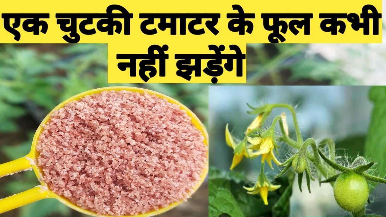 इस खाद का प्रयोग से आपके टमाटर जो है फलों से लद जाएगा l#tamato#rooftopgarden