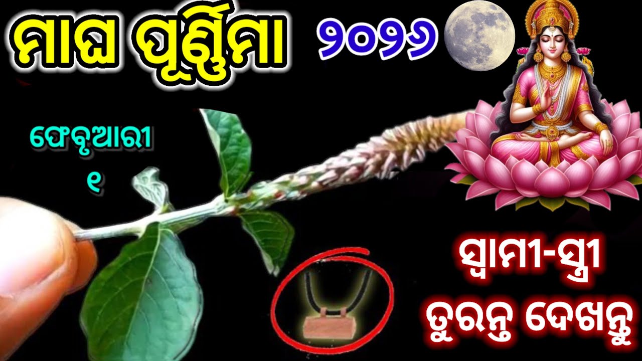 ମାଘ ପୂର୍ଣ୍ଣିମା ଦିନ ଘରକୁ ନେଇ ଆସନ୍ତୁ ଏହି ଗଛର ଚେର/magha Purnima 2026/vastu tips for money