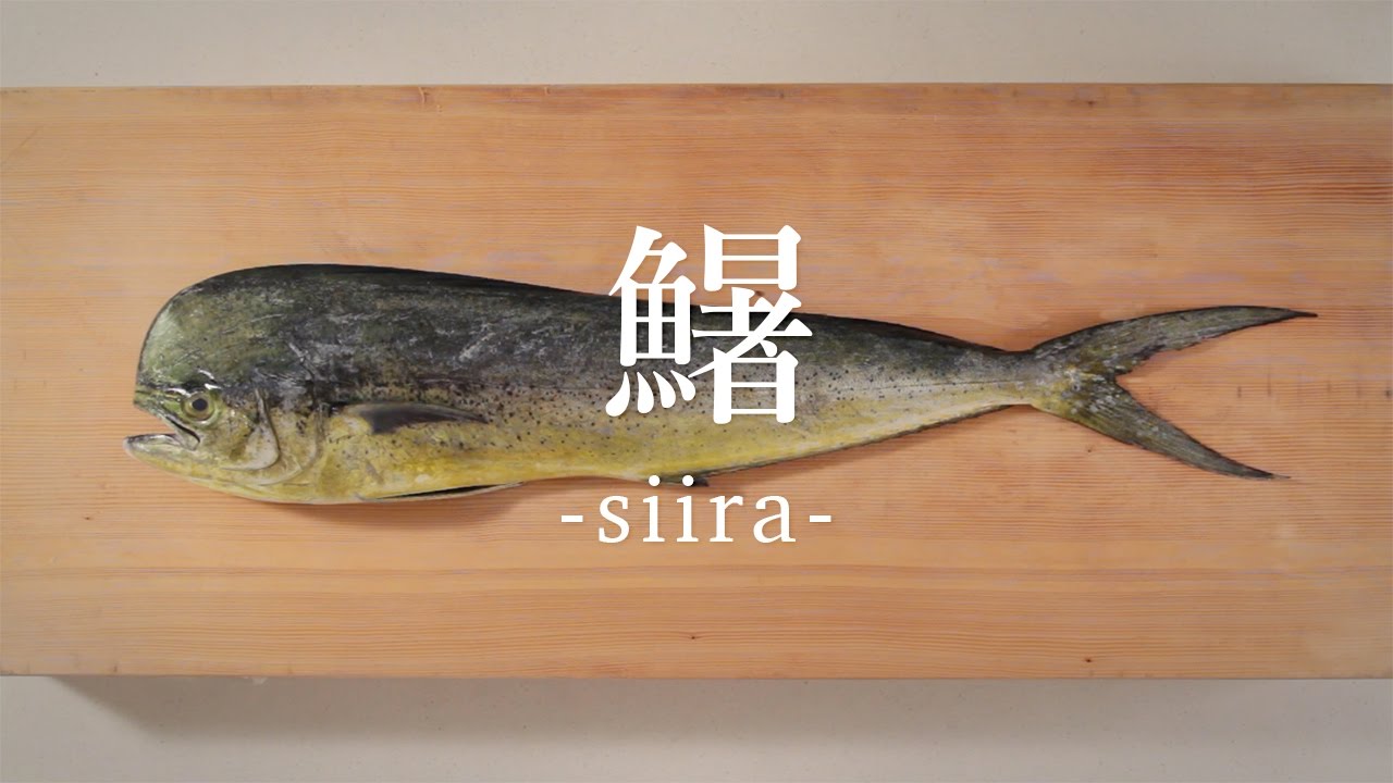 鱪（しいら）のさばき方 - How to filet Common Dolphinfish -｜日本さばけるプロジェクト（海と日本プロジェクト）