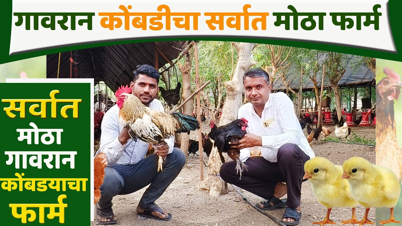 15 हजार गावरान कोंबड्यांचा फार्म | सविस्तर मुलाखत #poultry