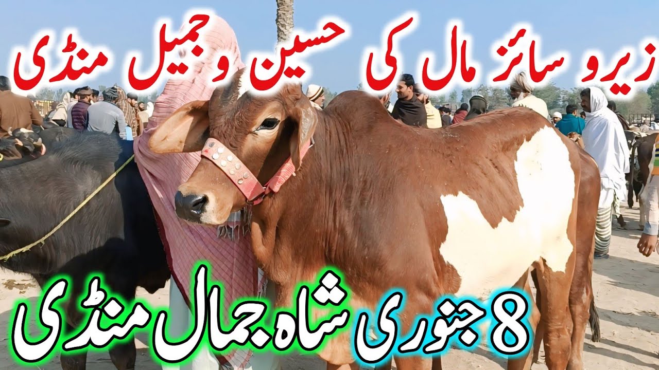 Shah Jamal Cow Mandi | 08-01-2026 | Cholistani Ablak Sahiwal Bachre | Cow Mandi 2026 | Chand TV 🔥