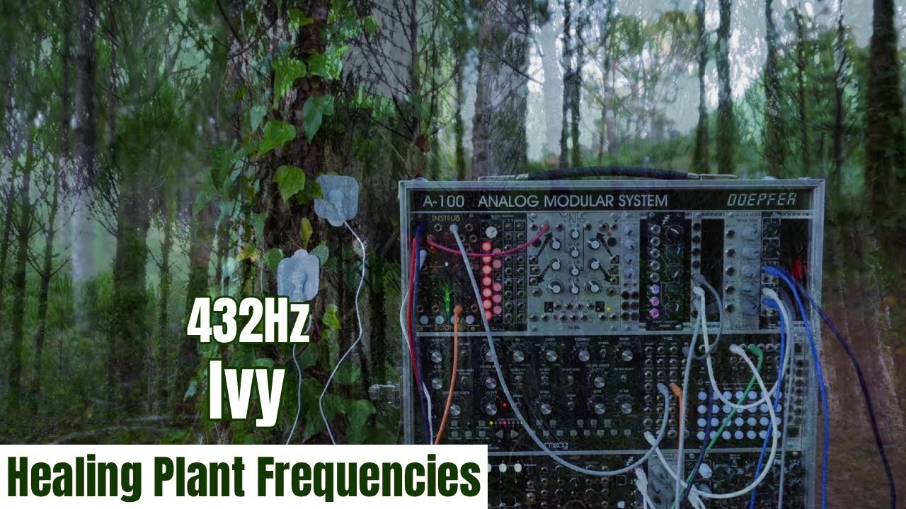 The Voice of Ivy | 432Hz Meditation from Living Plants