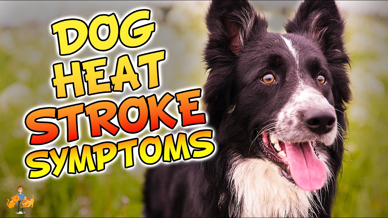 Top 5 Symptoms of Heatstroke in Dogs (don't let your dog DIE!) - Dog Health Vet Advice