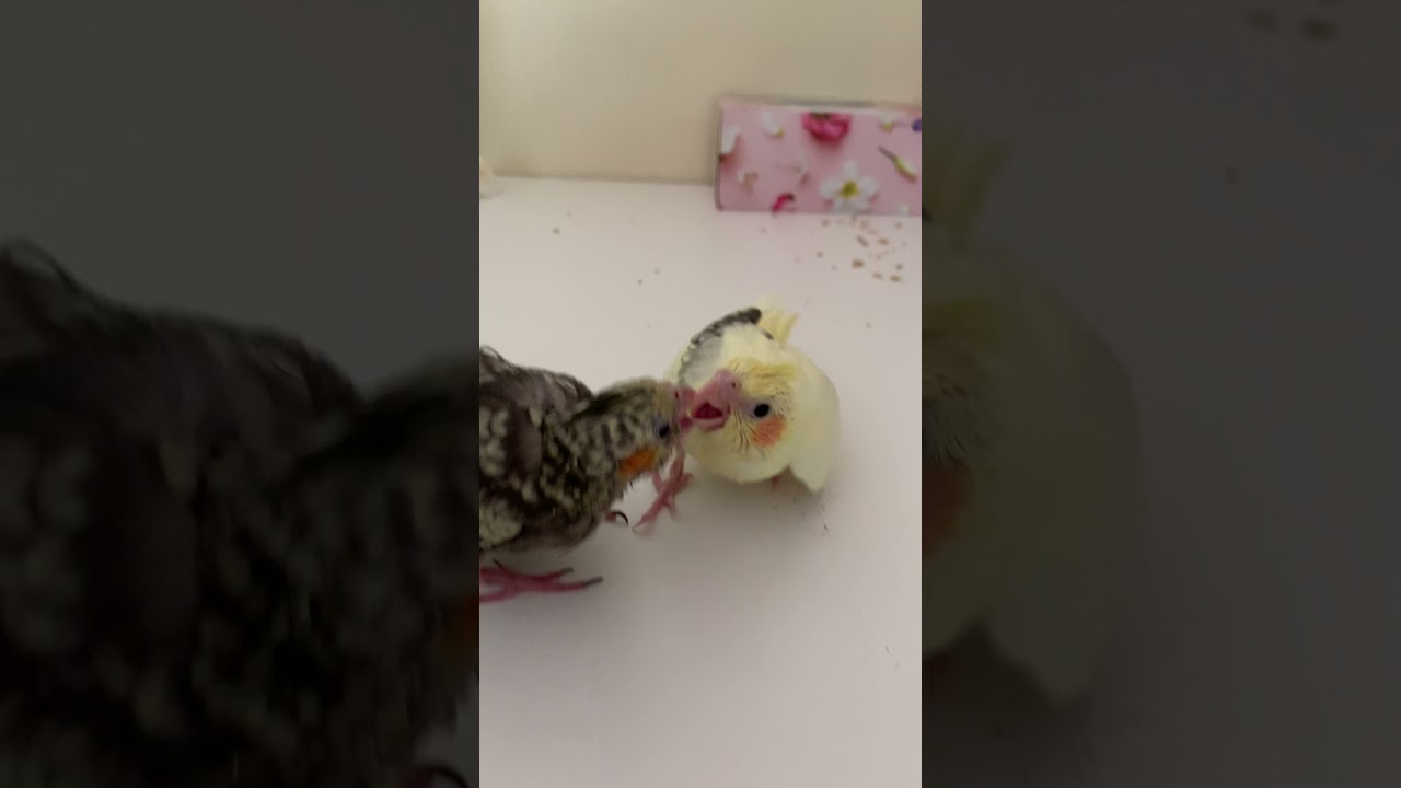 Baby Birb Plays with Toddler Birb