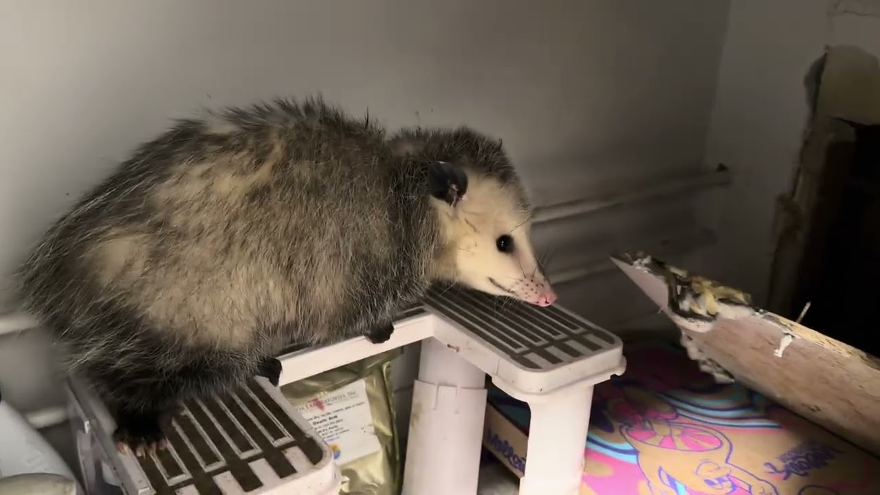 Opossum in the kitchen!