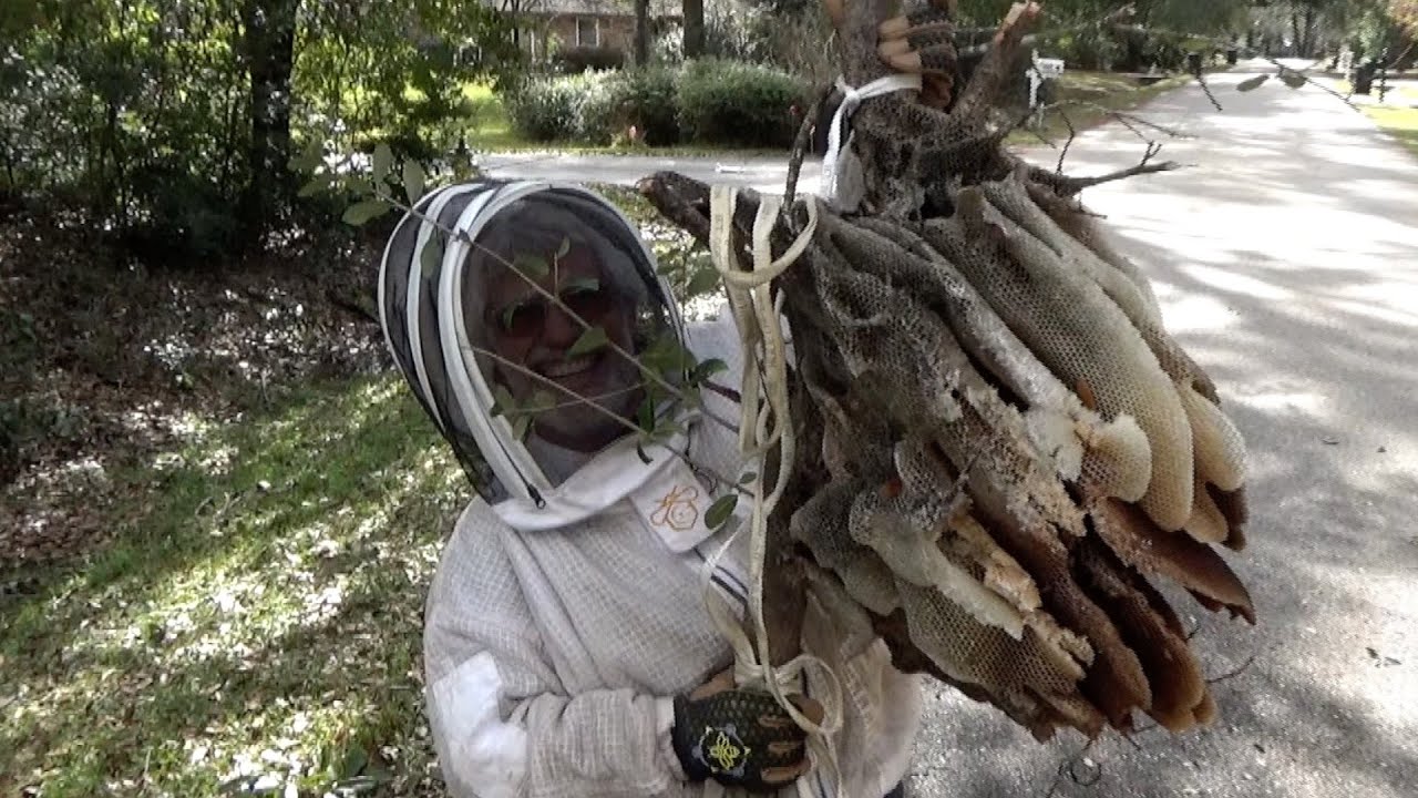 Saving a huge open air bee colony that is 30 feet in the air.