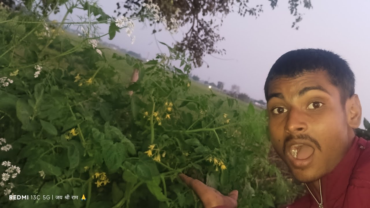 टमाटर के पौधे में फूल और फल दोनों एक साथ आ रहे हैं 😮