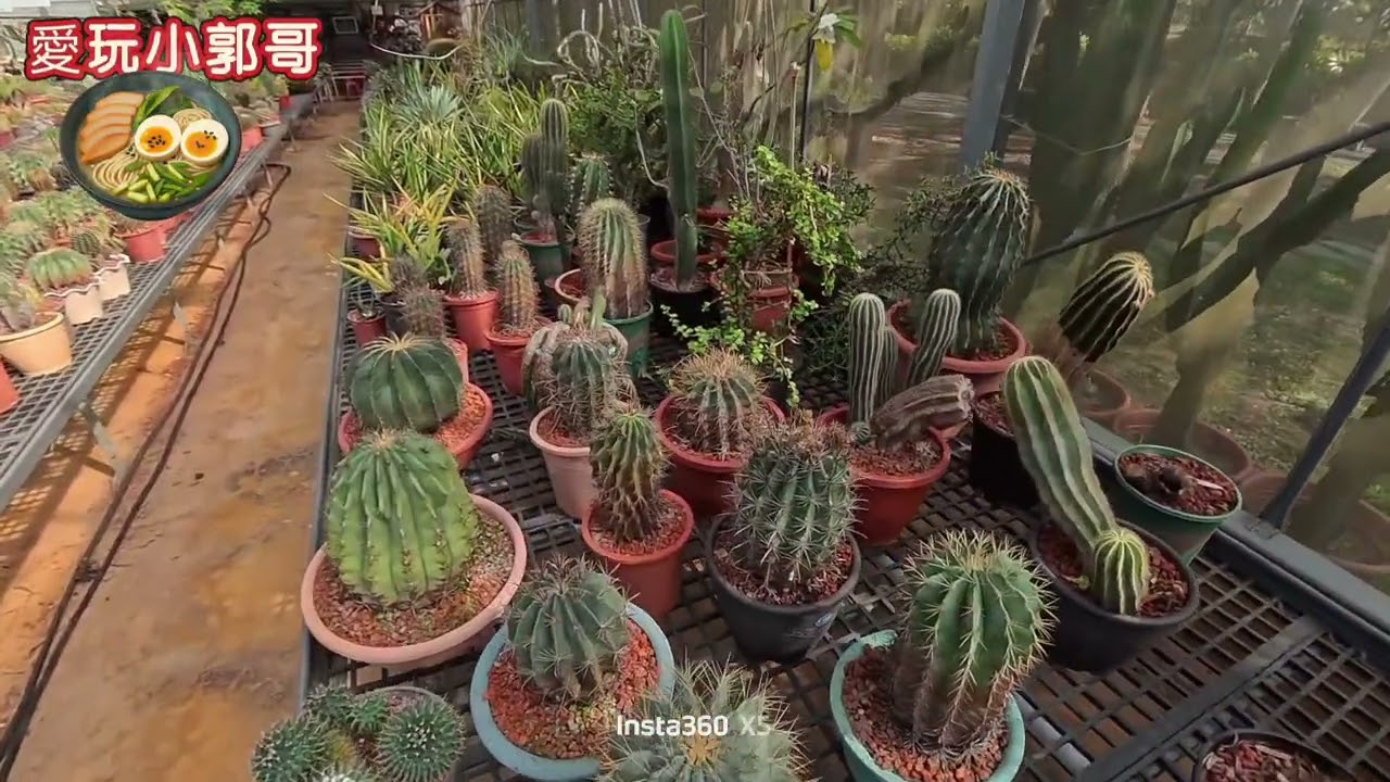 小郭哥休假趣/福祥仙人掌園/新埔鎮/仙人掌/多肉植物