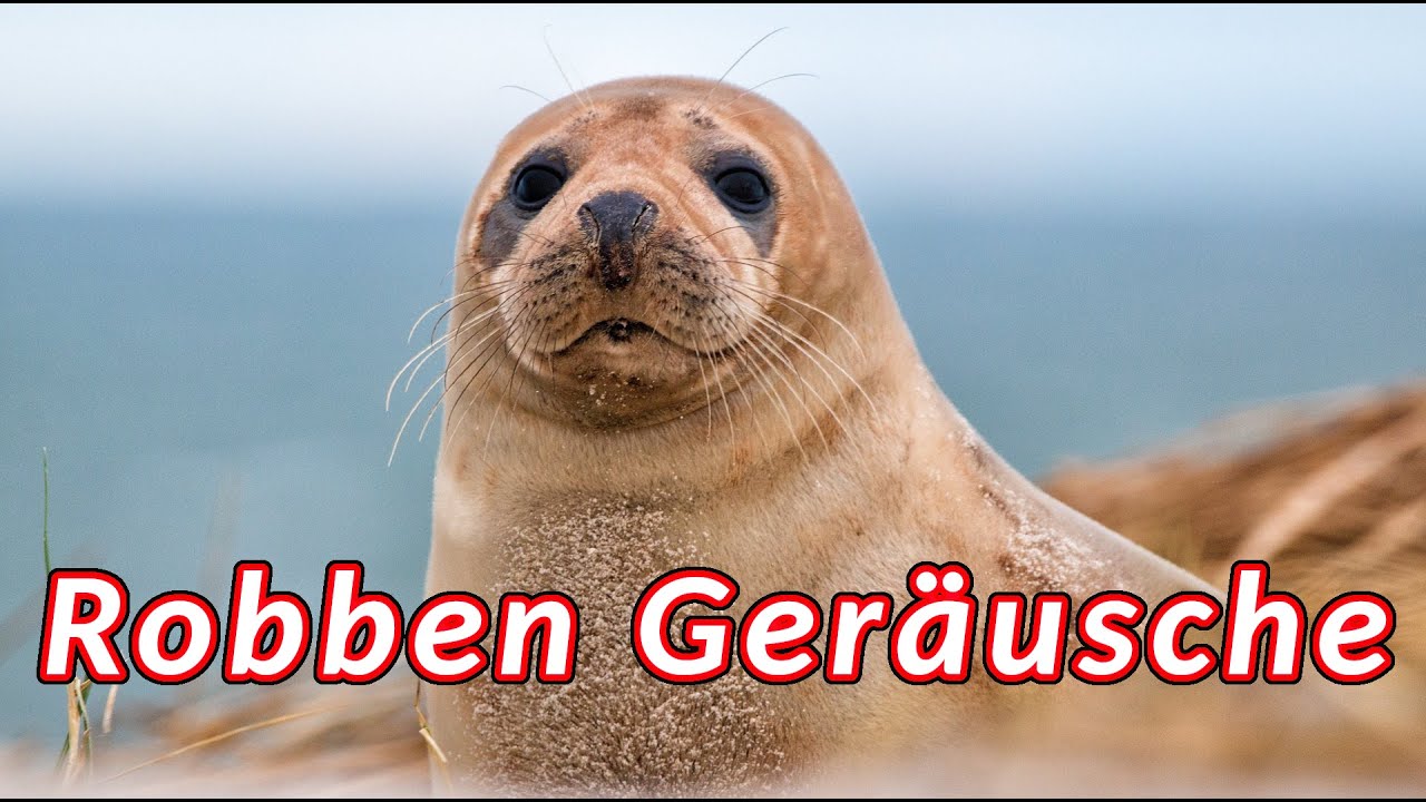 Robben Geräusche - die Geräusche, die ein Seehund macht