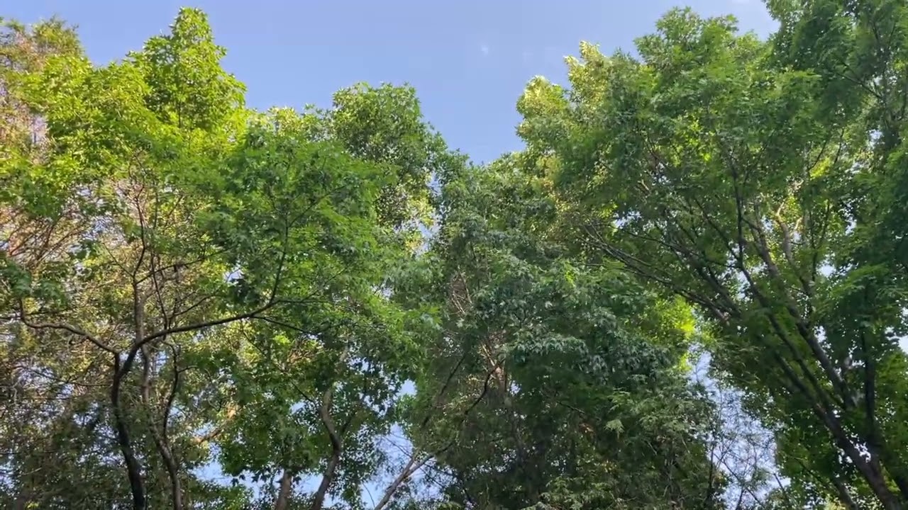 🎶  Frederic Chopin Nocturne in B major, Op 9 no 3 | Classical Music & Swaying Trees for Calm & Study