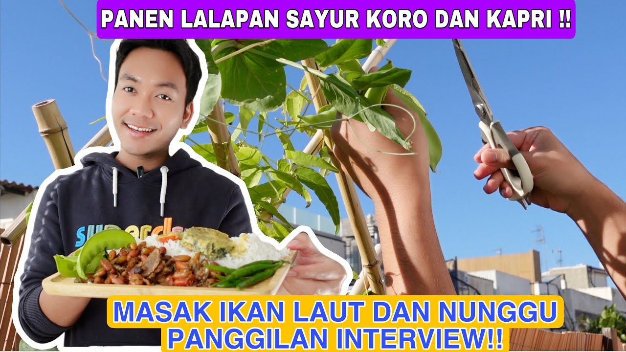 PANEN LALAPAN SAYUR KAPRI DAN KORO!! MASAK IKAN LAUT DAN NUNGGUIN INTERVIEW KERJA !!