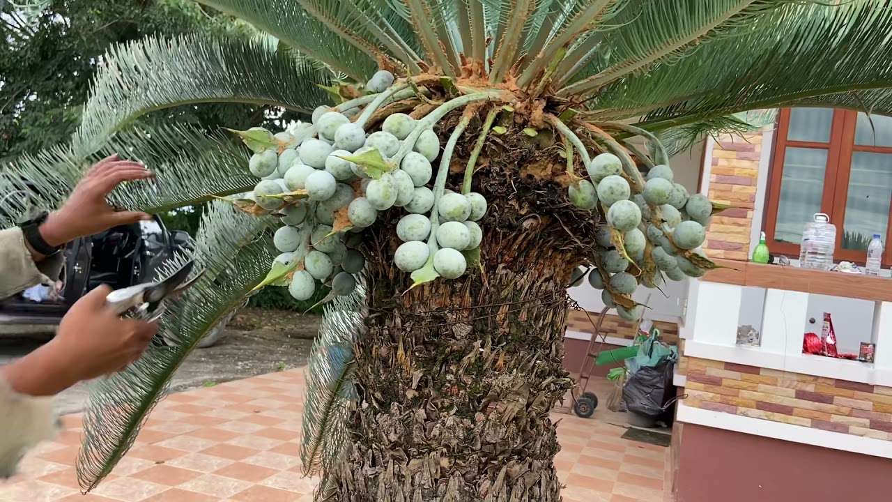 Trimming Cycas cairnsiana leaves