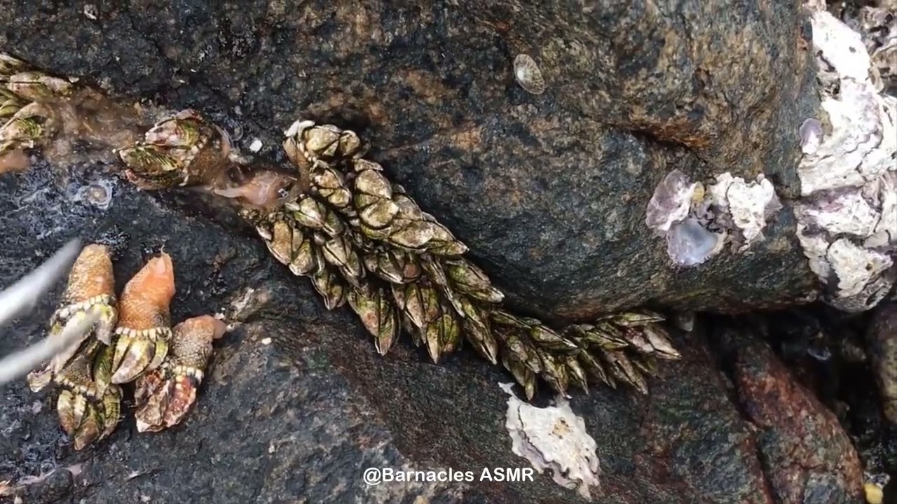 Barnacle ASMR - My daily work at sea (episode 116 )