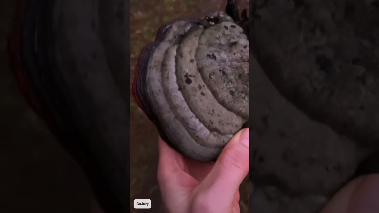 Heilpilz Fichtenporling / Rotrandiger Baumschwamm - Inhaltsstoffe & medizinische Wirkung