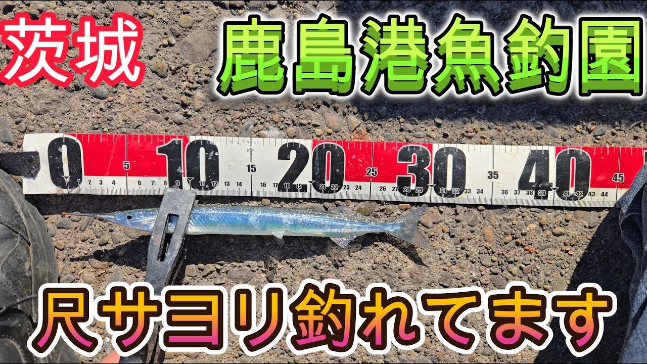 【鹿島港魚釣園】【尺サヨリ釣り】【茨城県】2026年01月23日(金)の釣行動画です🎣第2弾(通算31回目)✨