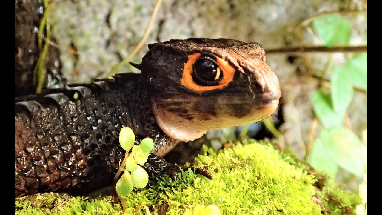 Red-Eyed Crocodile Skink Terrarium Setup || Helmskink (/Buschkrokodil) Terrarium