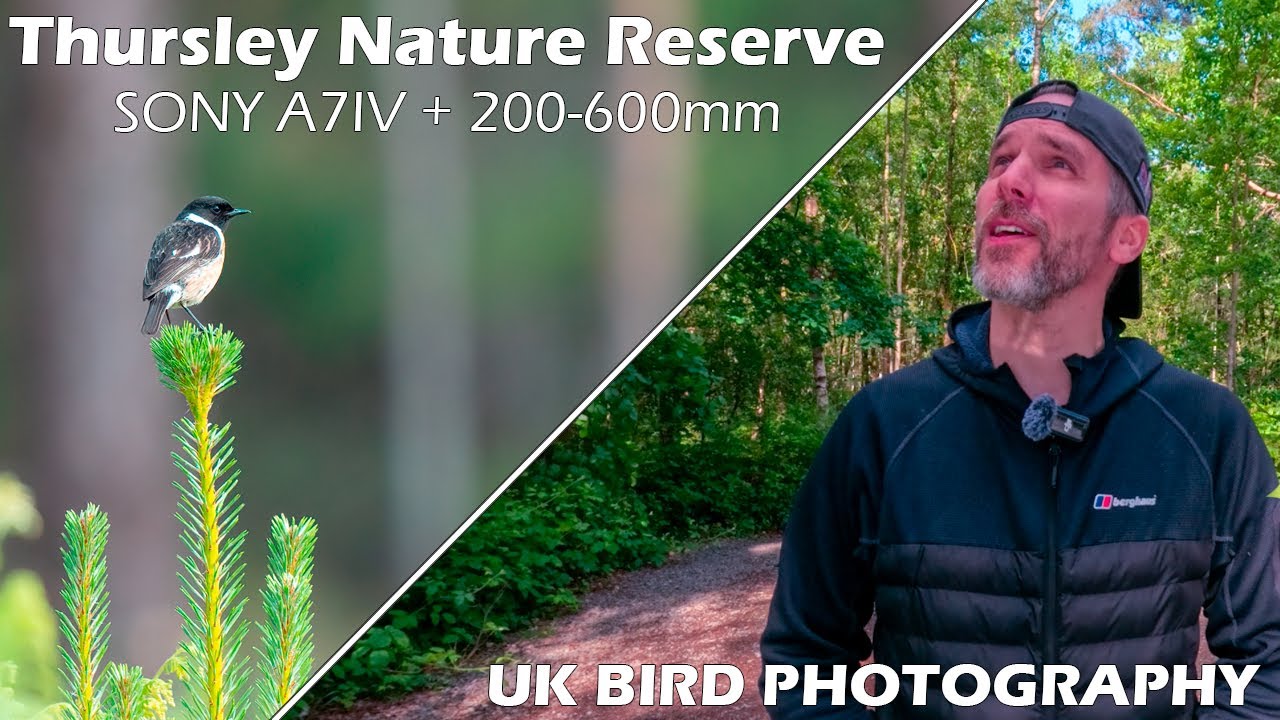 Sony A7IV and Sony FE 200-600mm UK Bird Photography at Thursley National Nature Reserve
