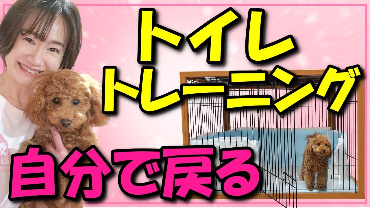 【子犬　トイレ覚えない】失敗が減らない原因と成功しやすい3つのコツ・飼い主タイプ別