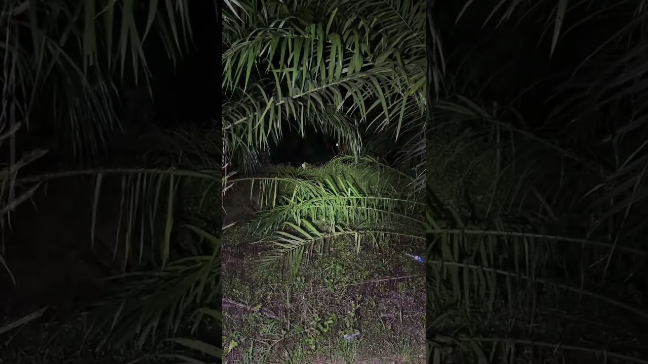 SAWIT LANUN PERAK - HANTU BADAN SEPARUH TEPI POKOK | Paranormal DZP Dauz | SUARA HANTU BERPERANG!