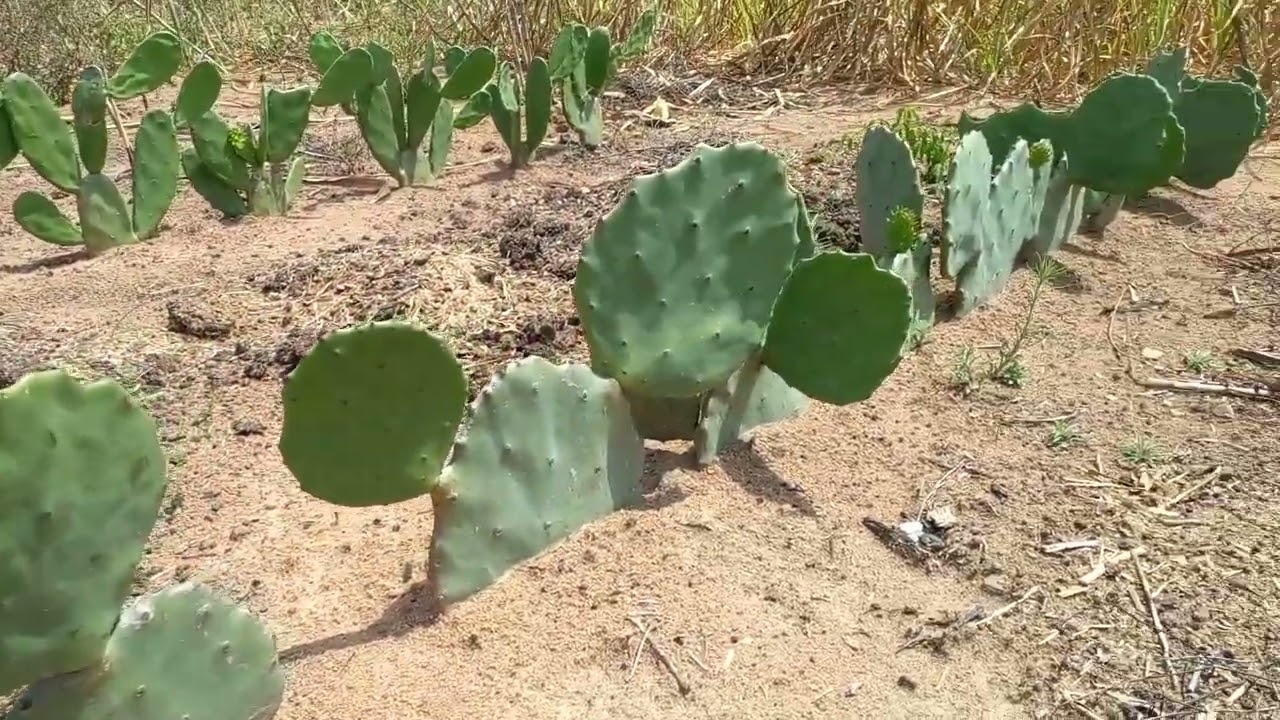 plantação  de palma  doce